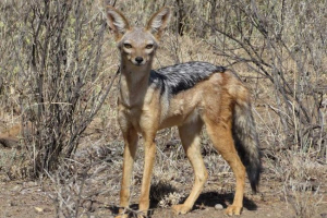 Chaperal jackal - nahý afrika obyvatel